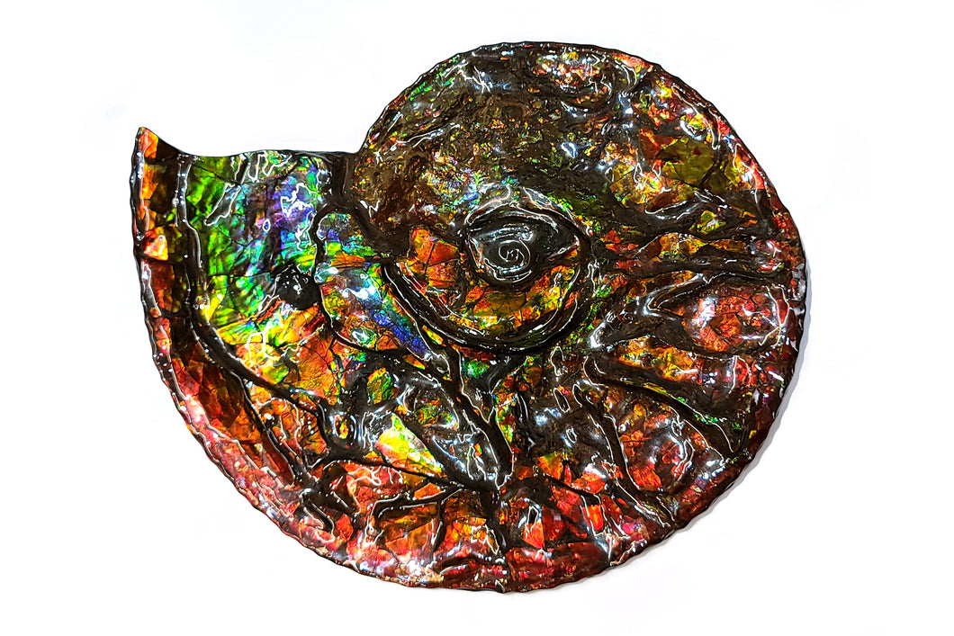 Separate-Canadian Ammonite Full Fossil Placenticeras costatum Ammolite AMLF2235