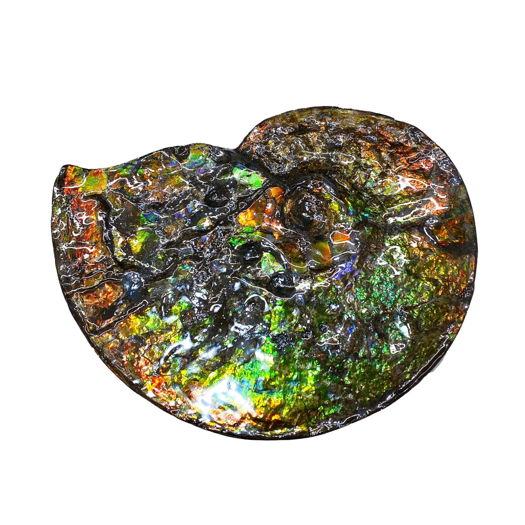 Canadian Ammonite Single-sided Fossil Placenticeras meeki Ammolite AMLF2237