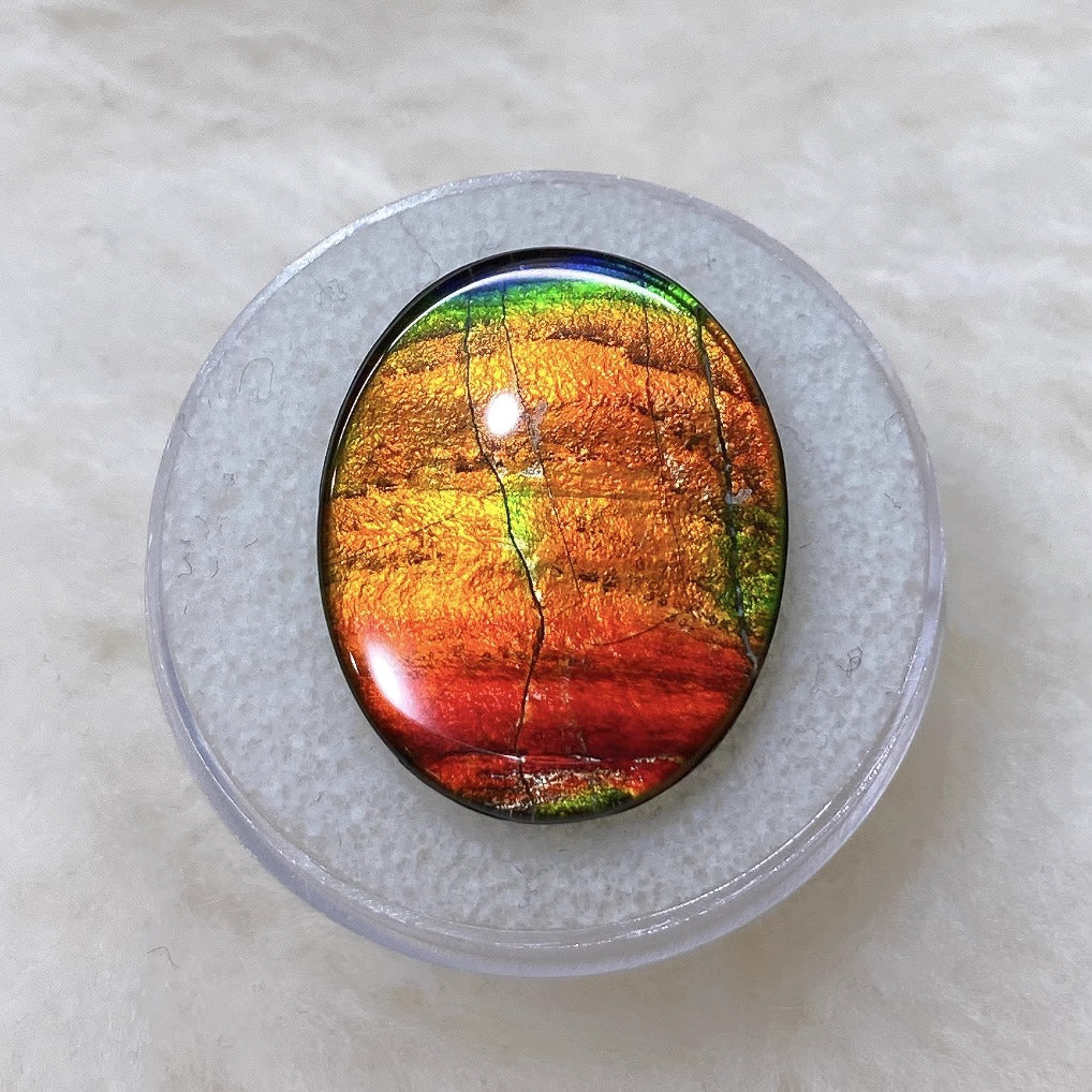 Oval Shaped Ammolite Triplet  CCOV2303