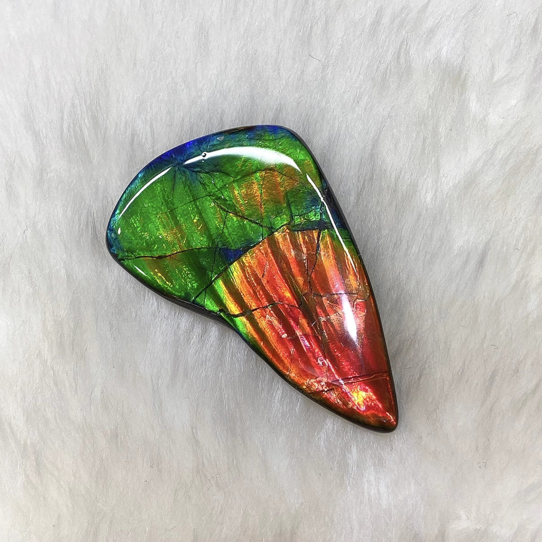 Freeform Ammolite FNA22029