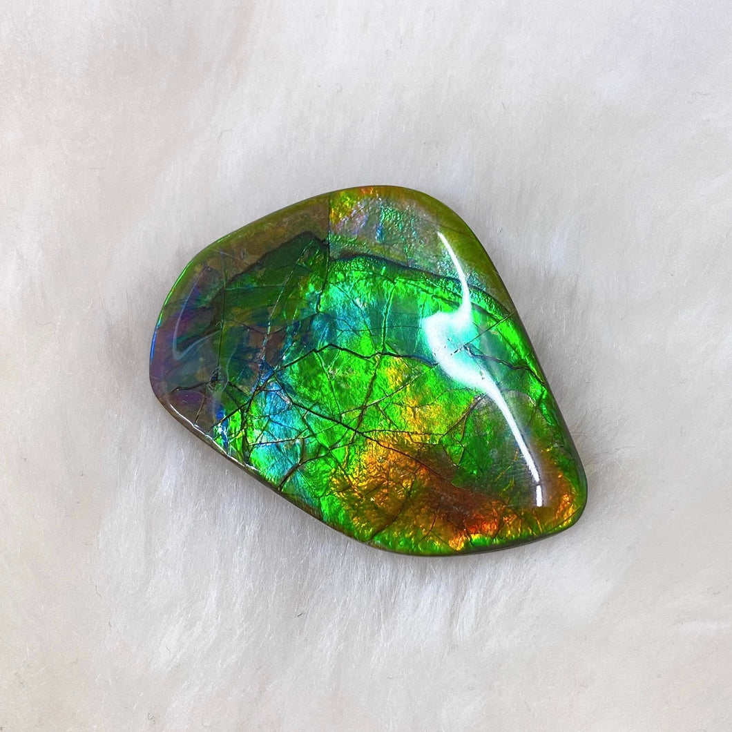 Freeform Ammolite FNA22601