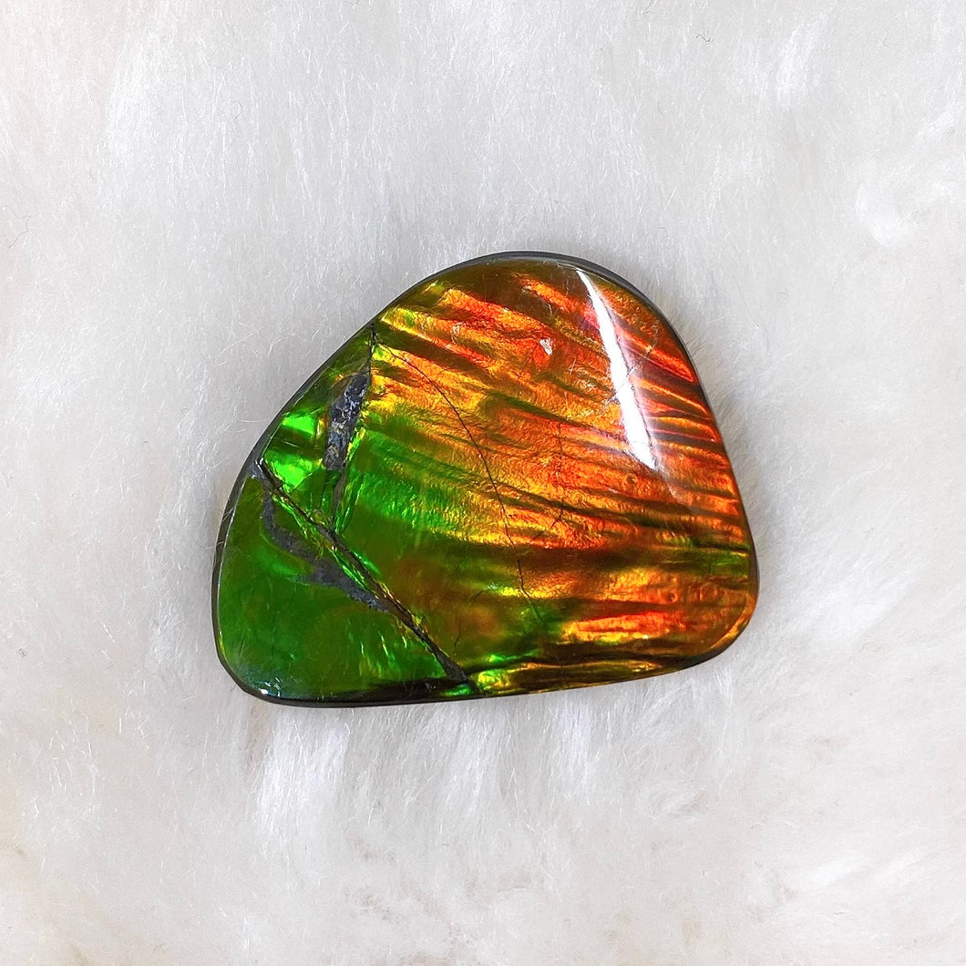 Freeform Ammolite FNA22603