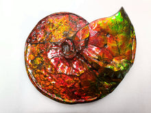 Load image into Gallery viewer, Canadian Ammonite Full Fossil Placenticeras costatum Ammolite AMLF2228
