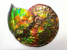 Load image into Gallery viewer, Canadian Ammonite Full Fossil Placenticeras costatum Ammolite AMLF2228
