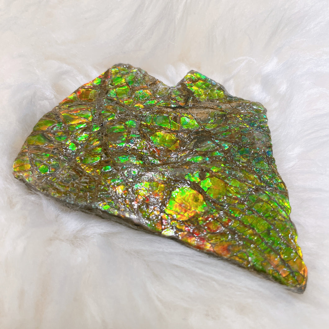 Ammolite Hand Specimens FNGS2221