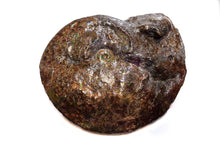 Load image into Gallery viewer, Canadian Ammonite Full Fossil Placenticeras sp. Ammolite AMLE201006
