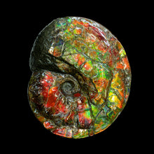 Load image into Gallery viewer, Canadian Fossil Ammonite 006
