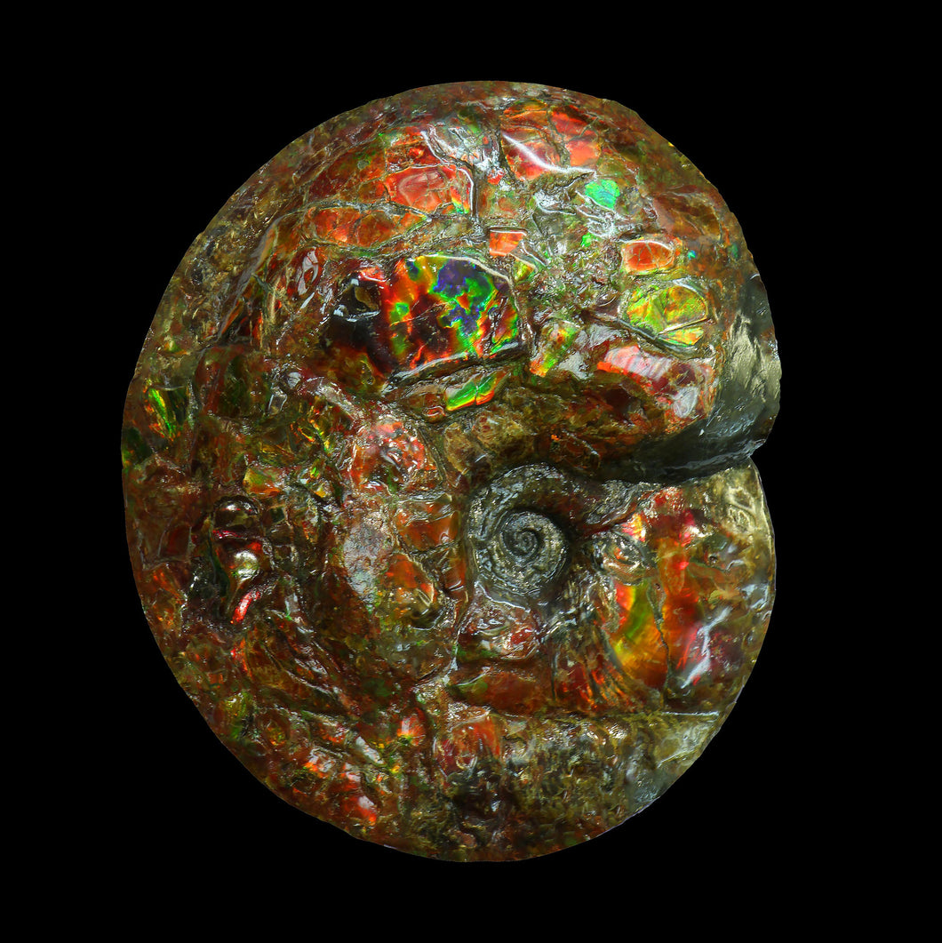 Canadian Fossil Ammonite 006