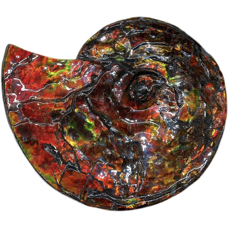 Canadian Ammonite Full Fossil Placenticeras costatum - Ammolite AMLF2207