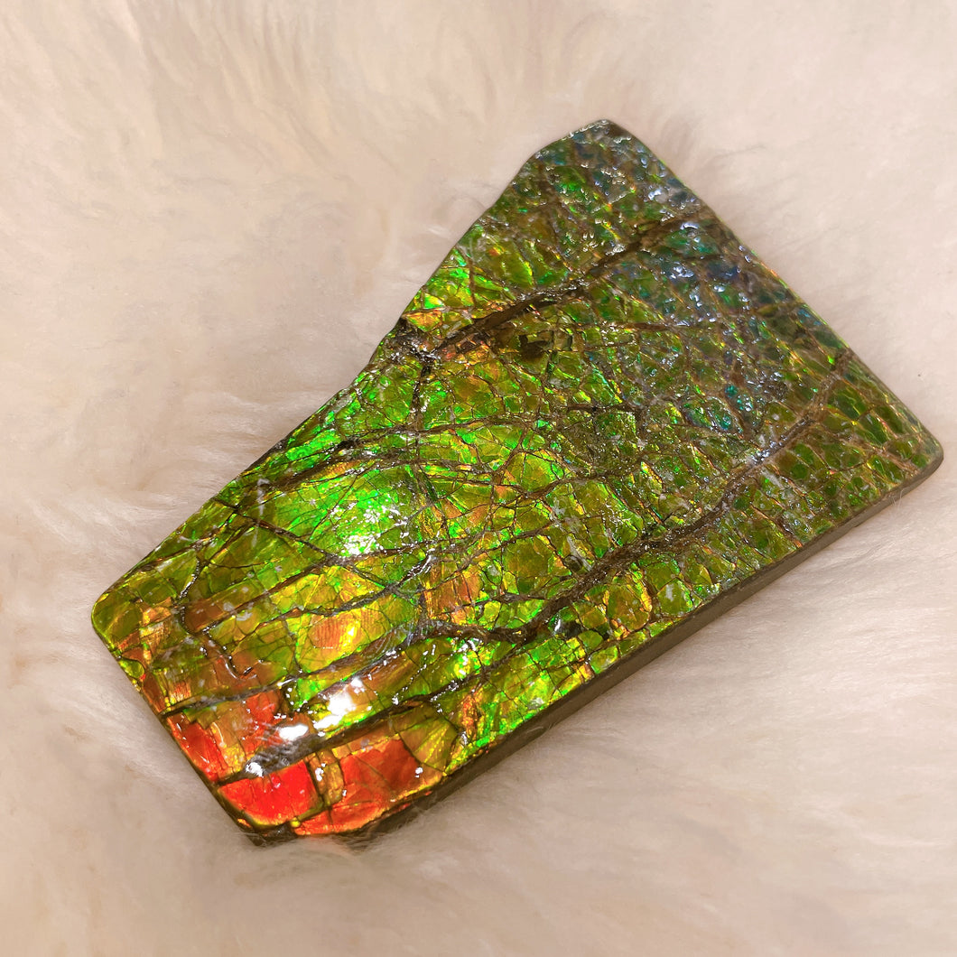 Ammolite Hand Specimens FNGS2237