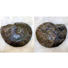 Load image into Gallery viewer, Canadian Ammonite Full Fossil Placenticeras sp. Ammolite AMLE201006
