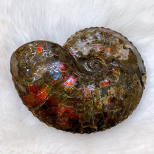 Load image into Gallery viewer, Canadian Ammonite Full Fossil Placenticeras intercalare Ammolite AMLF2216
