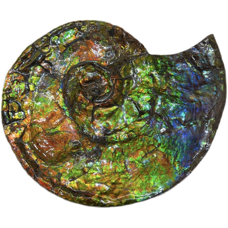 Canadian Ammonite Full Fossil Placenticeras costatum Ammolite AMLF2206