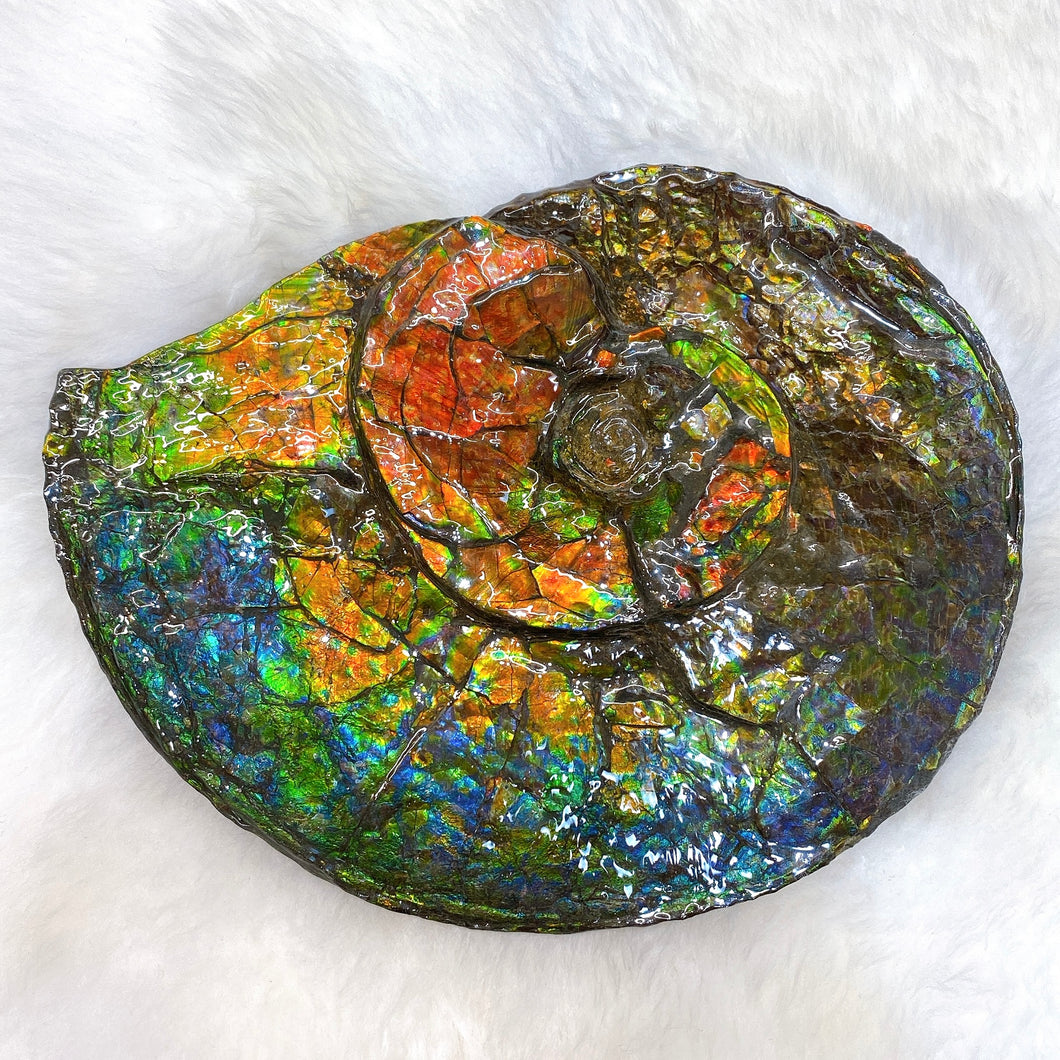 Canadian Ammonite Placenticeras sp. - Ammolite AMLF2187